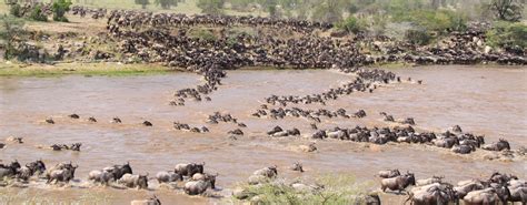 7 Days Migration Safari in Tanzania || Best Day Safaris