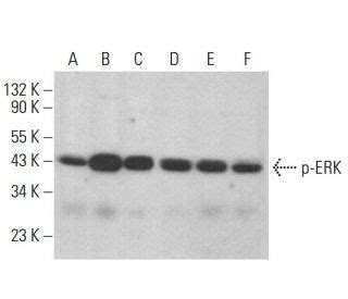 p-ERK Antibody (E-4) | SCBT - Santa Cruz Biotechnology