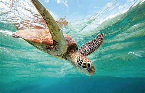 7-Tortue-Grande-Barriere-de-Corail-HD | Australie ToursAustralie Tours