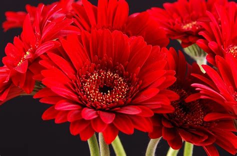 Wallpaper : gerbera, flower, bouquet, bright, red, petals, black background 1800x1190 - wallup ...