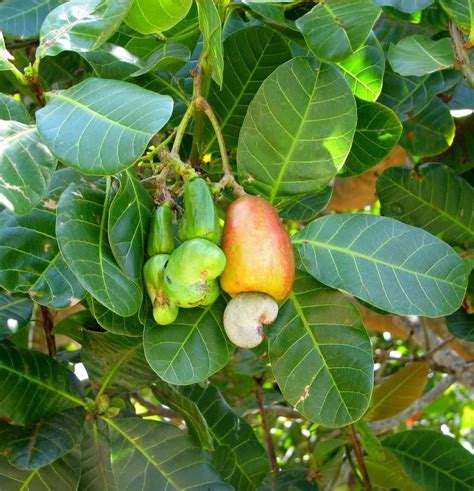 Polynesian Produce Stand : ~CASHEW NUT~ Anacardium occidentale EDIBLE NUT TREE Small Potted ...