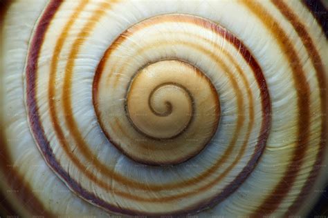 Snail Shell - Stock Photos | Motion Array