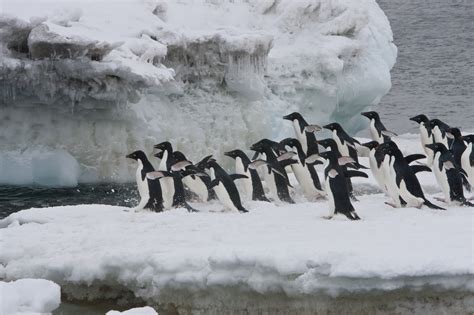 The Eight Great Penguin Species of Antarctica