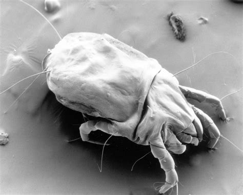 House dust mites evolved a new way to protect their genome