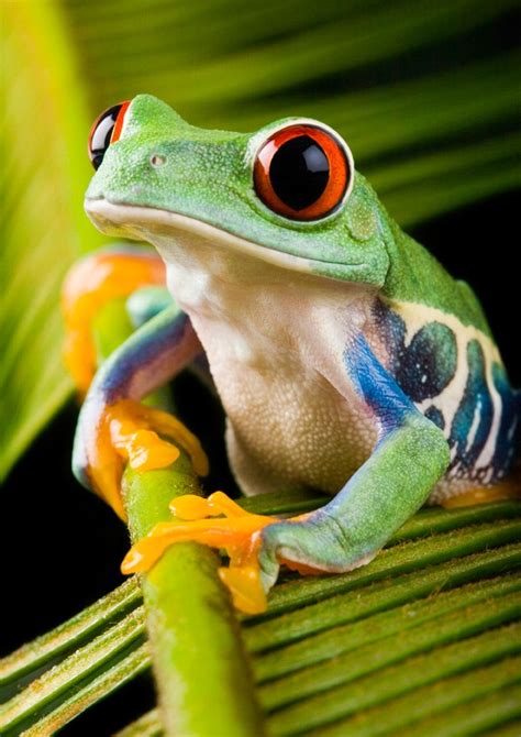 51 best Fun Rainforest Facts images on Pinterest | Rainforest facts, Amazon rainforest and ...