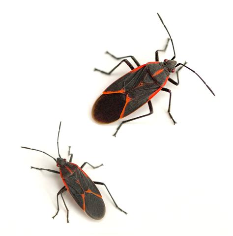 Boxelder Bugs | Canton Georgia Termite & Pest Control