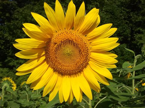 This picture of a sunflower. : r/natureismetal