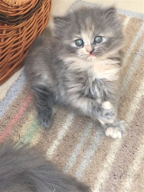 Persian/ragdoll grey calico female kitten £300 | in Woking, Surrey | Gumtree