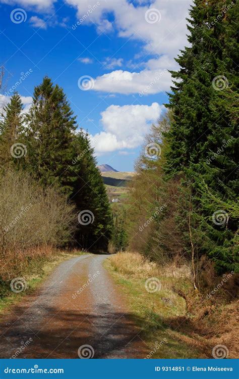 Path through the Pine Forest in Wales Stock Image - Image of scene, sunlight: 9314851