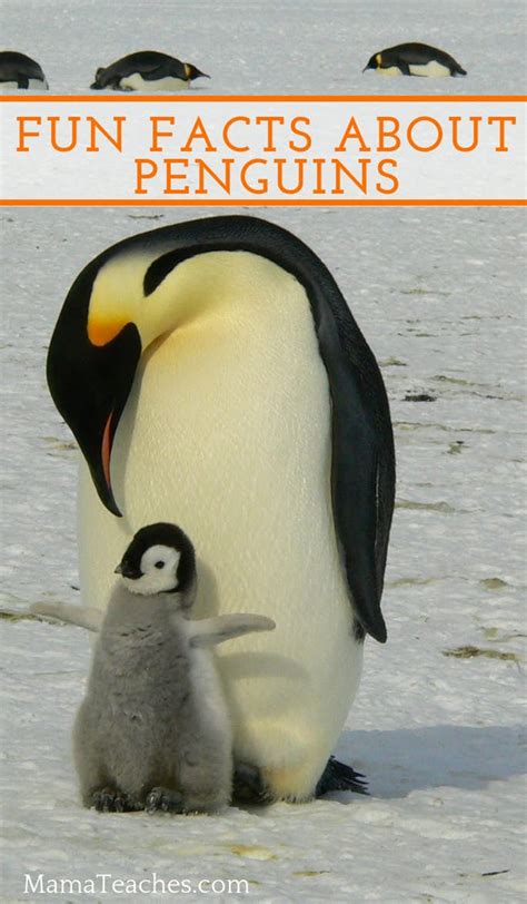 Fun Facts About Penguins for Kids - Mama Teaches