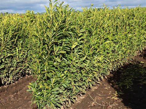 Skip or Schip Cherry Laurel (Prunus laurocersasus 'Schipkaensis') Hedges