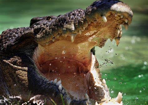 Ramree Island holds the record for deadliest crocodile attack in history.