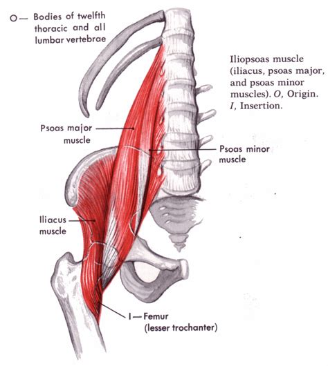 Iliopsoas muscle. Causes, symptoms, treatment Iliopsoas muscle