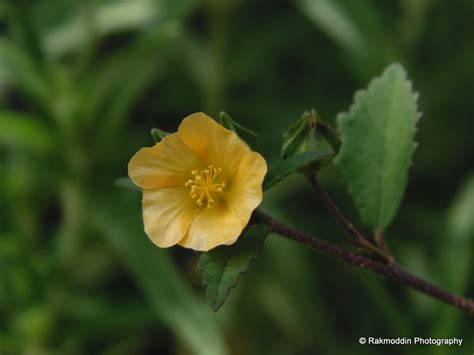 Kas Pathar - Flowers valley in Maharashtra - Rakmoddin's Travel Blog