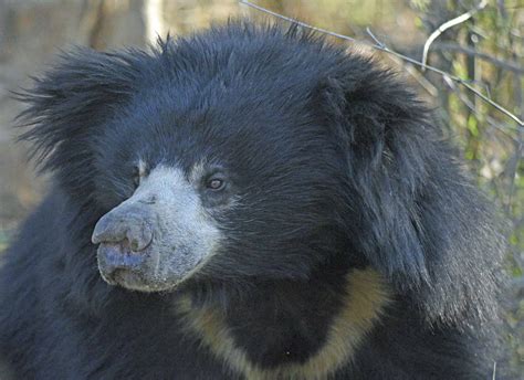 Wild Cam: Where do sloth bears den? - The Wildlife Society