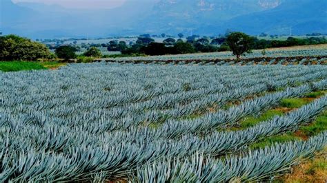 Agave fields at Tequila, Jalisco, Mexico | Agave field, Jalisco, Mexico