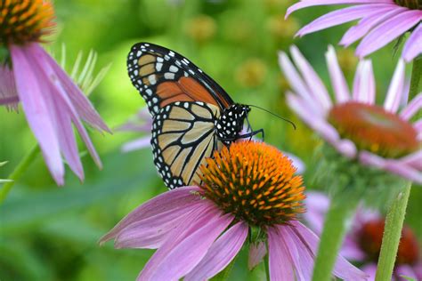 Monarch butterfly, photo taken at the Downers Grove Park District admin office on warrenville rd ...