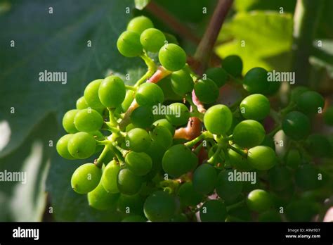 grapes in wine region Wachau Stock Photo - Alamy