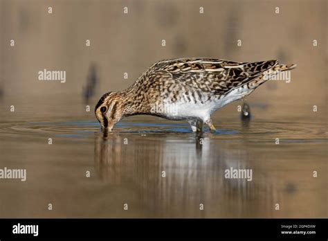 Common snipe bird (Gallinago gallinago) in the lake swamp search food ...