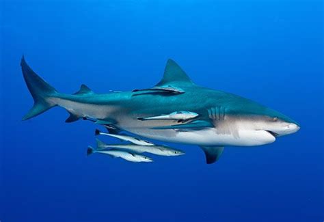 remora and shark - Students | Britannica Kids | Homework Help