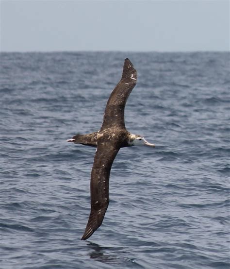 Antipodean albatross | New Zealand Birds Online | Albatross, Birds, Birds in flight