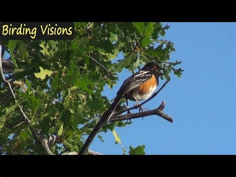 Spotted Towhee - song & call - Wasatch Mountains Utah - YouTube