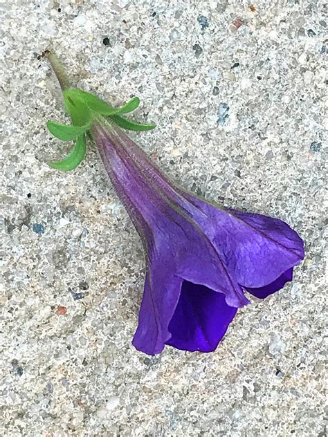 Purple Trumpet Vine Photograph by La-Faithia White - Fine Art America