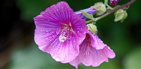 Althea plant: traditional properties and uses