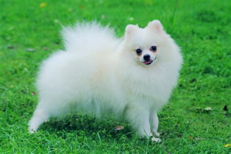 23+ Pet Animals 1000 Rupee Pomeranian Dog Puppy Price - l2sanpiero