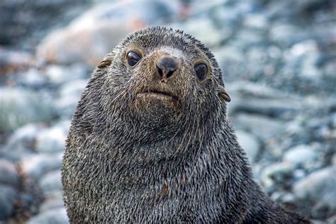 Wildlife of Antarctica | A 2019 Guide to the Animals of the Antarctic