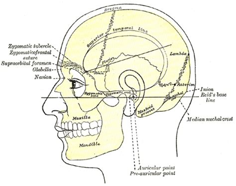 Elevation Definition Anatomy - Anatomical Charts & Posters