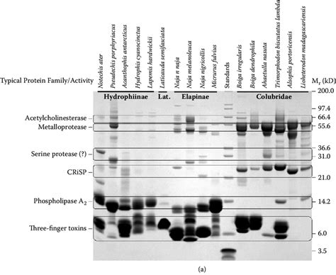 3 SDS-PAGE comparison of major venom components in the main clades of... | Download Scientific ...