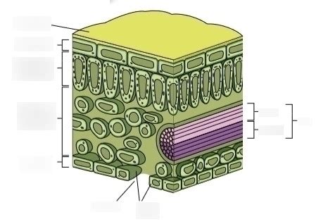 Structure of the leaf Diagram | Quizlet