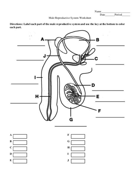 Biology 12 Worksheet Male Reproductive System Printable Pdf Download | Images and Photos finder