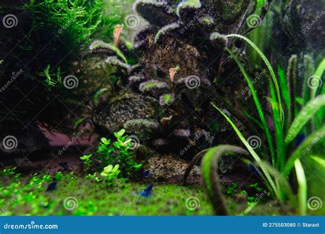 Algae In A Dirty Home Aquarium With Shrimps, Alternanthera Reineckii Mini Covered With Different ...