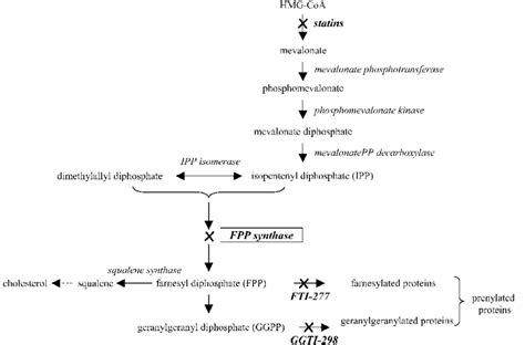 Schematic diagram of the mevalonate pathway. Nitrogen-containing... | Download Scientific Diagram