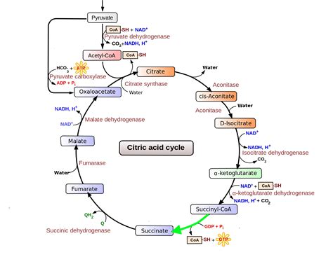 Level 135 - Durham University Medicine (Year One), - Memrise