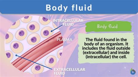 Body fluid - Definition and Examples - Biology Online Dictionary