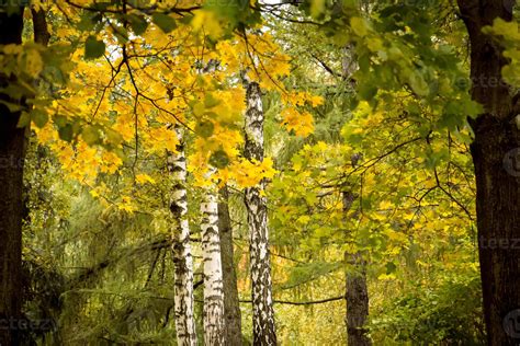 Trees in Autumn city park 11476598 Stock Photo at Vecteezy