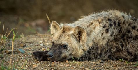 Hyena Birth – Moment of Magic - Africa Geographic