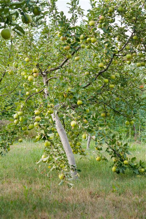 Growing Dwarf Apple Trees – Black Gold