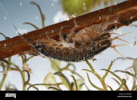 Asellus aquaticus mating Stock Photo - Alamy