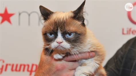 Internet sensation Grumpy Cat dies at age 7