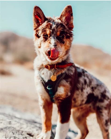 Australian Shepherd Husky Mix (Aussie Siberian Guide)