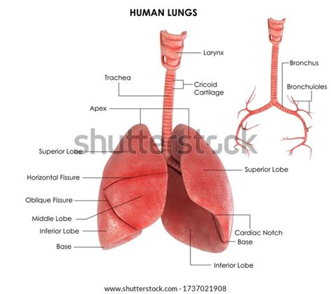 3d Image Render Diagram Human Lungs Stock Illustration 1737021908 ...