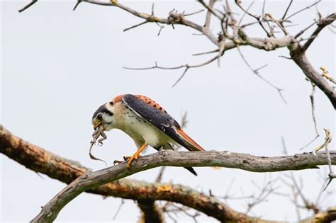 Birds of Prey: Predators of Lizards – Nature Blog Network