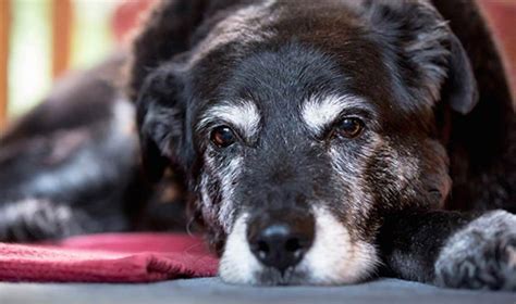 ‘The Oldest Dog In The World’ Maggie Has Passed Away