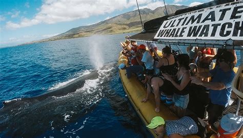 Ultimate Whale Watch - Maui Raft Whale Watching! - Auntie Snorkel