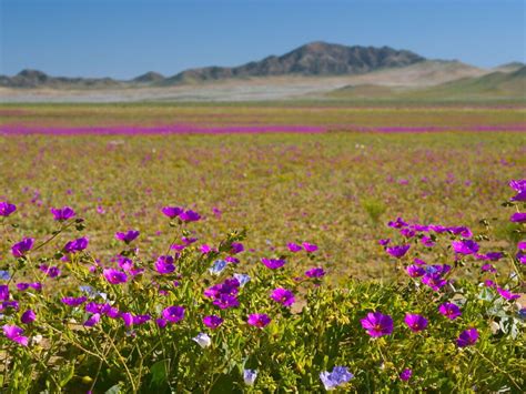 Everything You Need to Know to See Chile's Flowering Desert