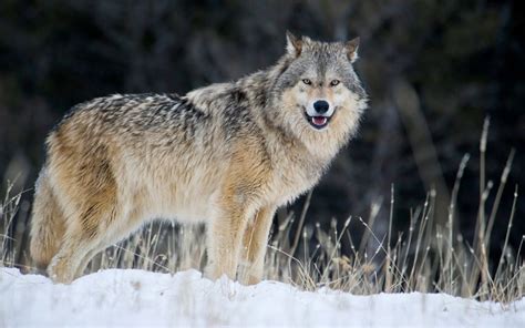 How Big Are Wolves? - The Biggest Wolf Species